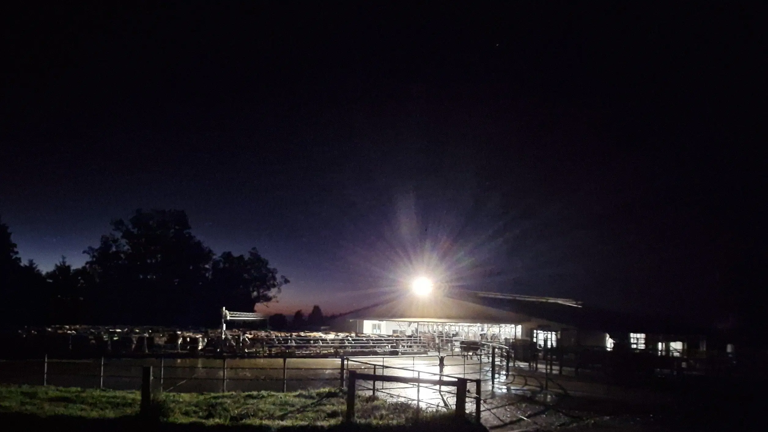 Dairy farmers protect night sky, seabirds