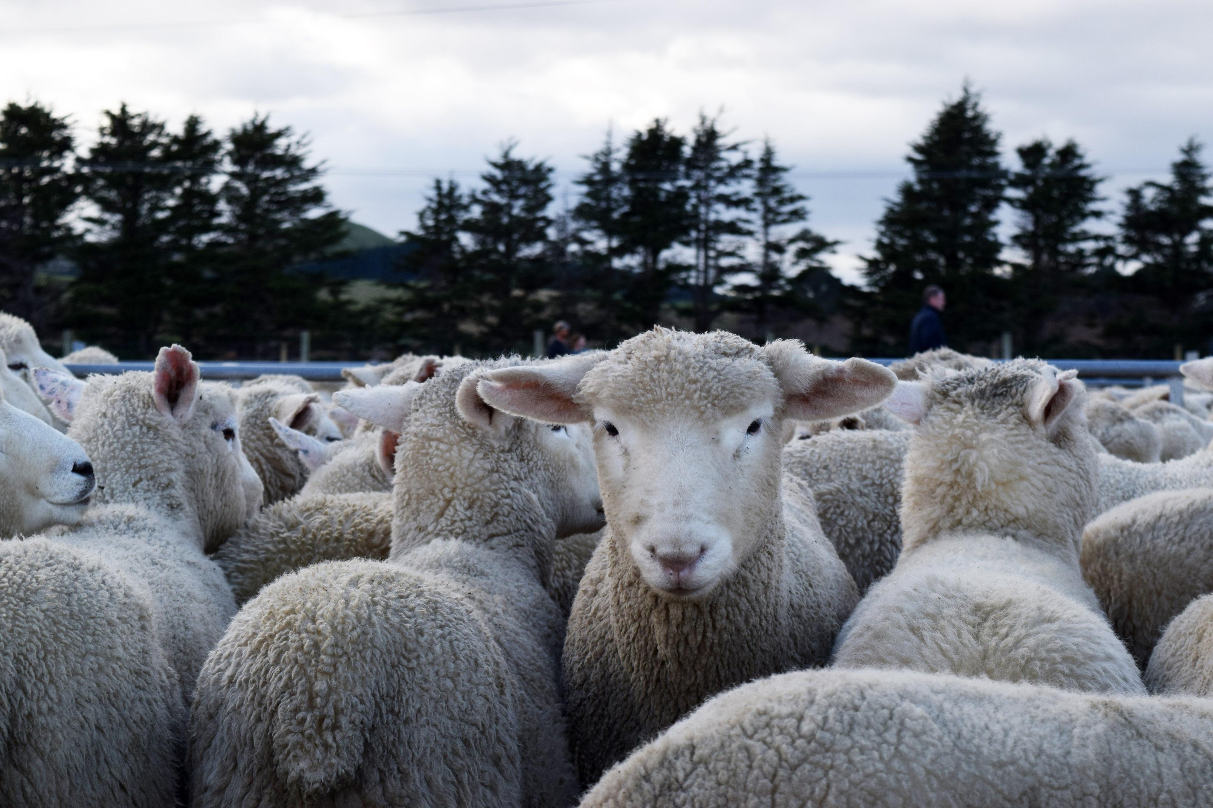 Otago shearer caught on camera stomping on one lamb and smashing another’s head into floor