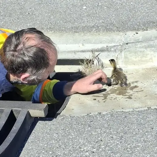 Quacking effort: Contractors rescue ducklings from Alexandra drain