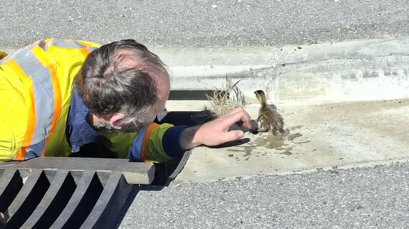 Quacking effort: Contractors rescue ducklings from Alexandra drain