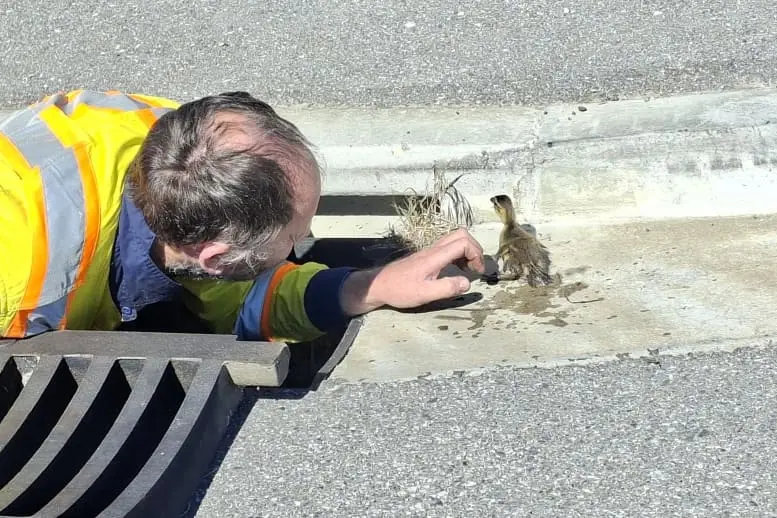Quacking effort: Contractors rescue ducklings from Alexandra drain