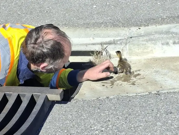 Quacking effort: Contractors rescue ducklings from Alexandra drain