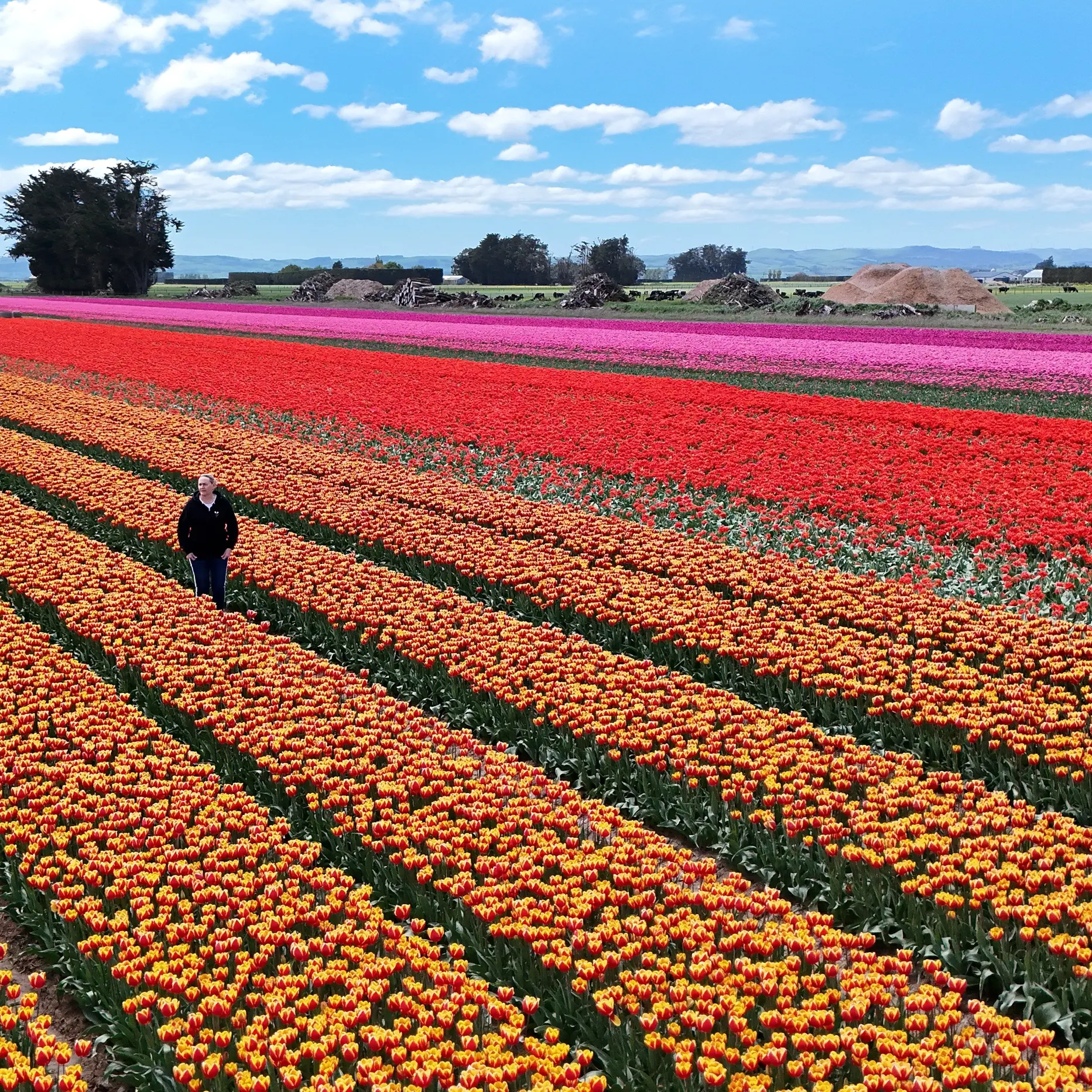 Southland tulip field to open for one day only