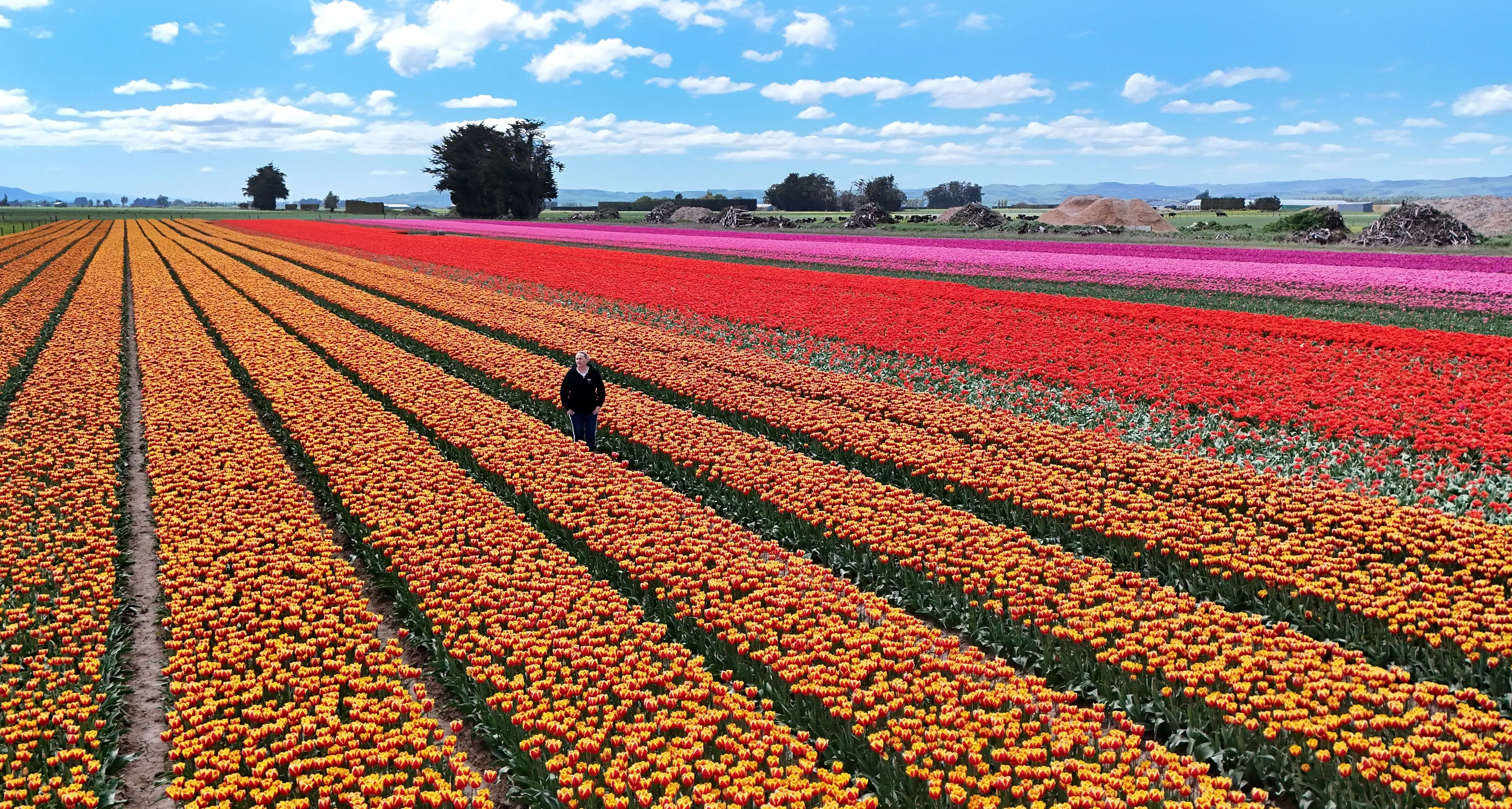 Southland tulip field to open for one day only