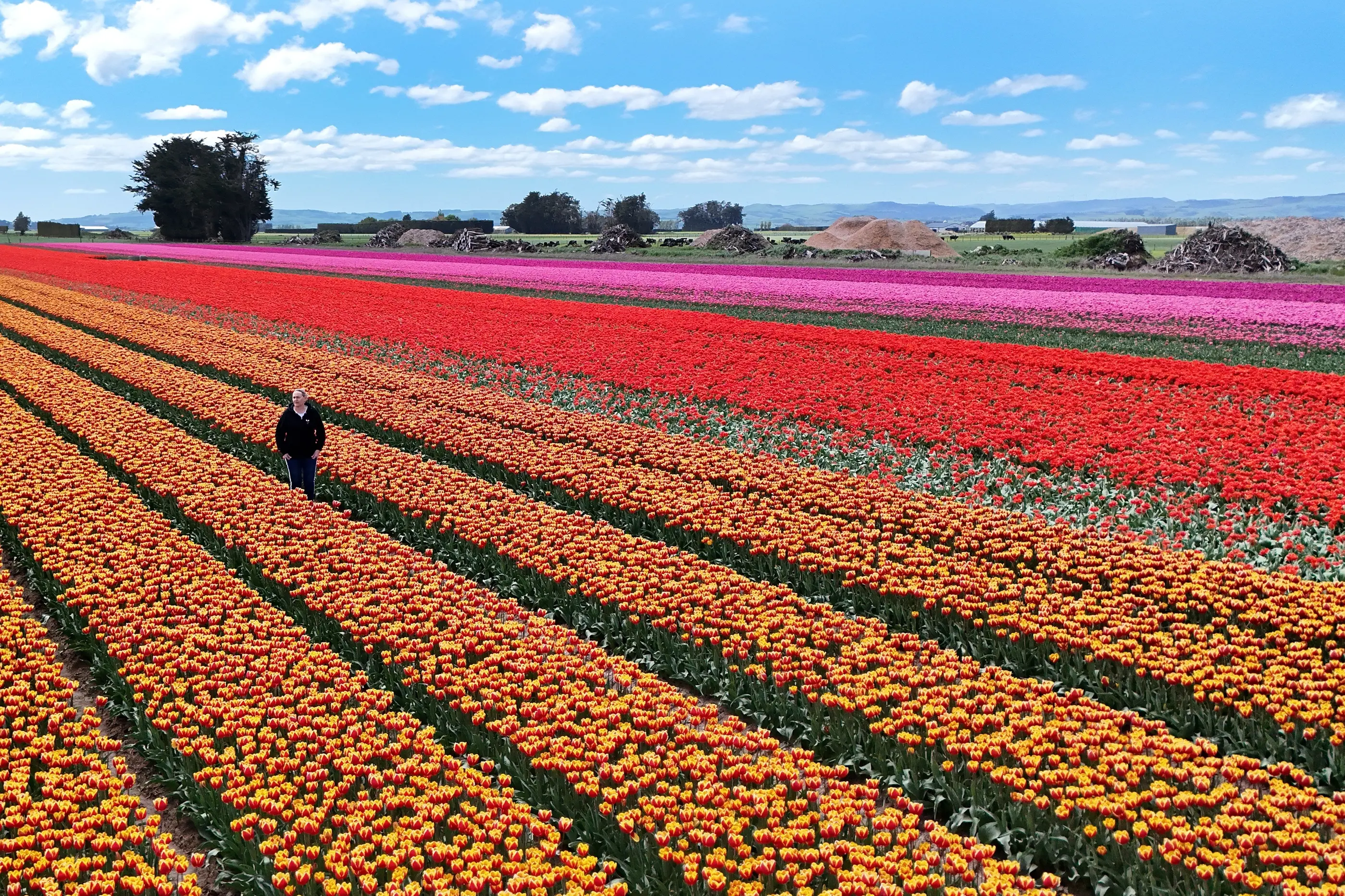 Triflor general manager Kathryn Searle walks along one of the tulip fields near Edendale before Monday\\'s open day. Photo: Stephen Jaquiery