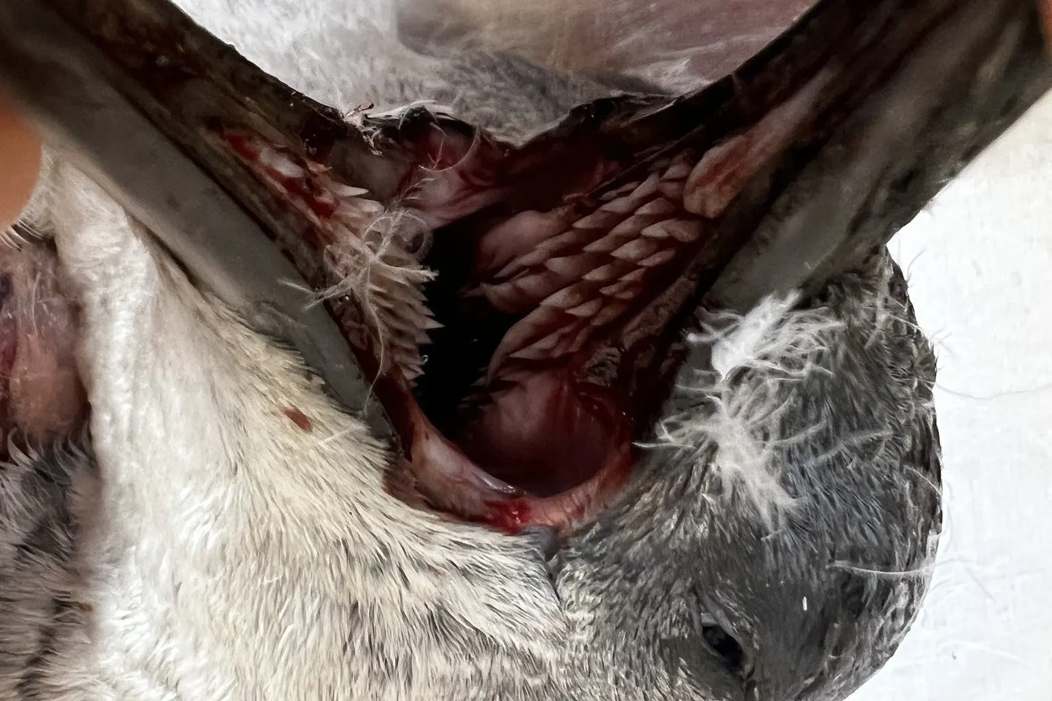 Three deceased little penguins were brought in to Oamaru Penguins in May, with two \"definitely\" killed in dog attacks in Harbour St and Harbourside Park and a third found at All Day Bay suspected to have been mauled to death but \"too degraded\" to tell for certain. Photo: SUPPLIED
