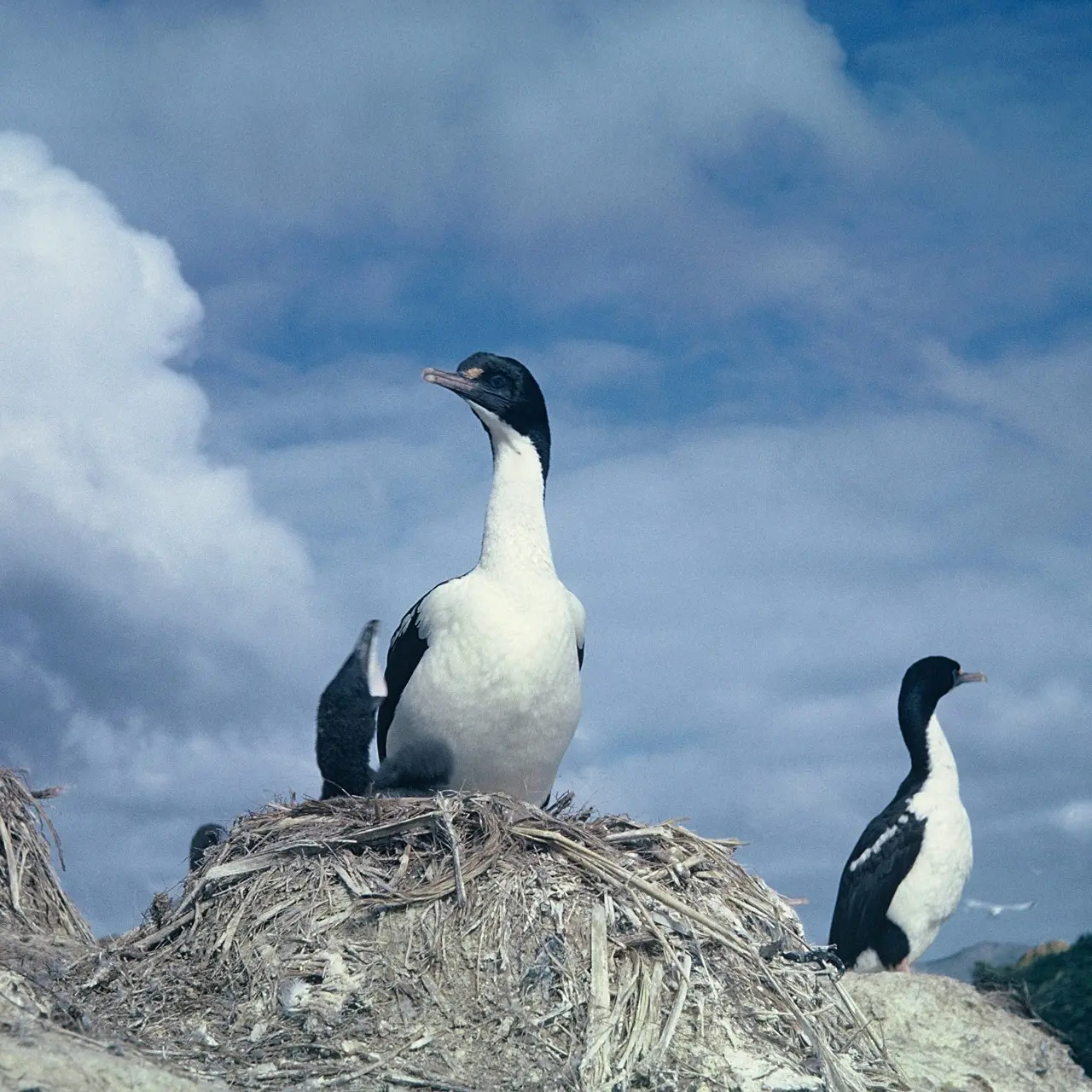 Iconic Marlborough Sounds bird under threat as numbers drop