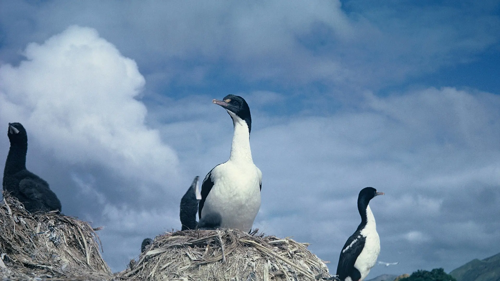 Iconic Marlborough Sounds bird under threat as numbers drop