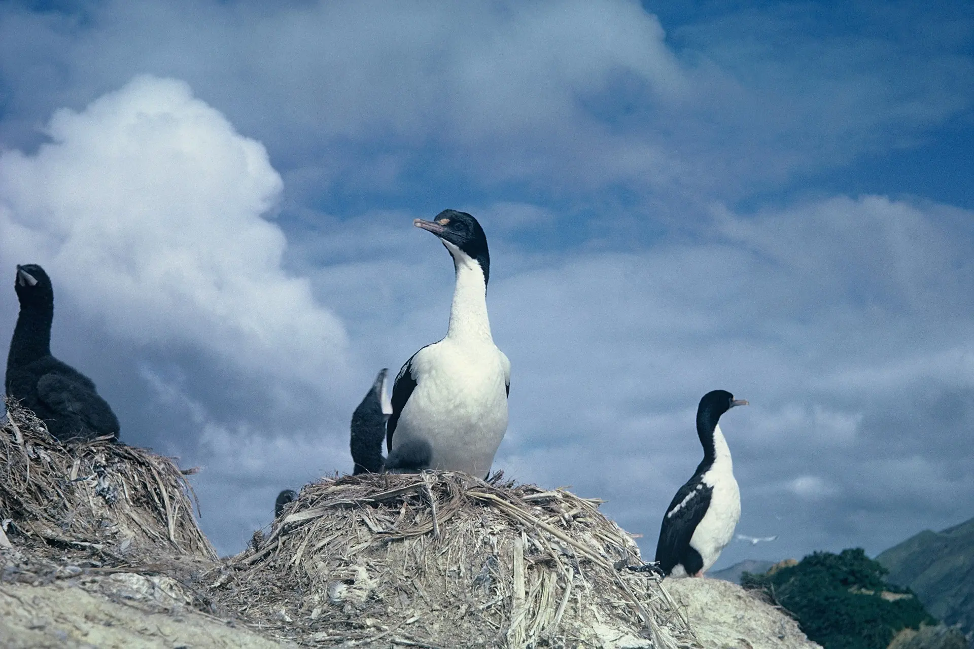 King Shags at Duffers Reef. Photo: Department of Conservation.