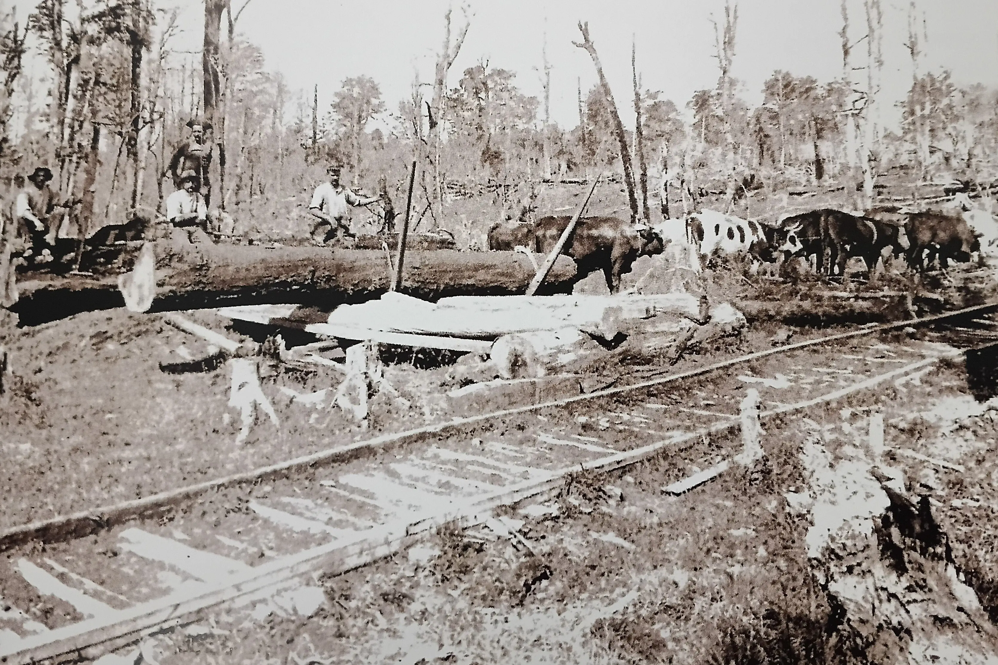 Alford Forest was the first area populated in the Ashburton District with about 12 houses and 30 bushmen working in the bush, compared to Ashburton\\'s one hotel and one hut. Photo Supplied