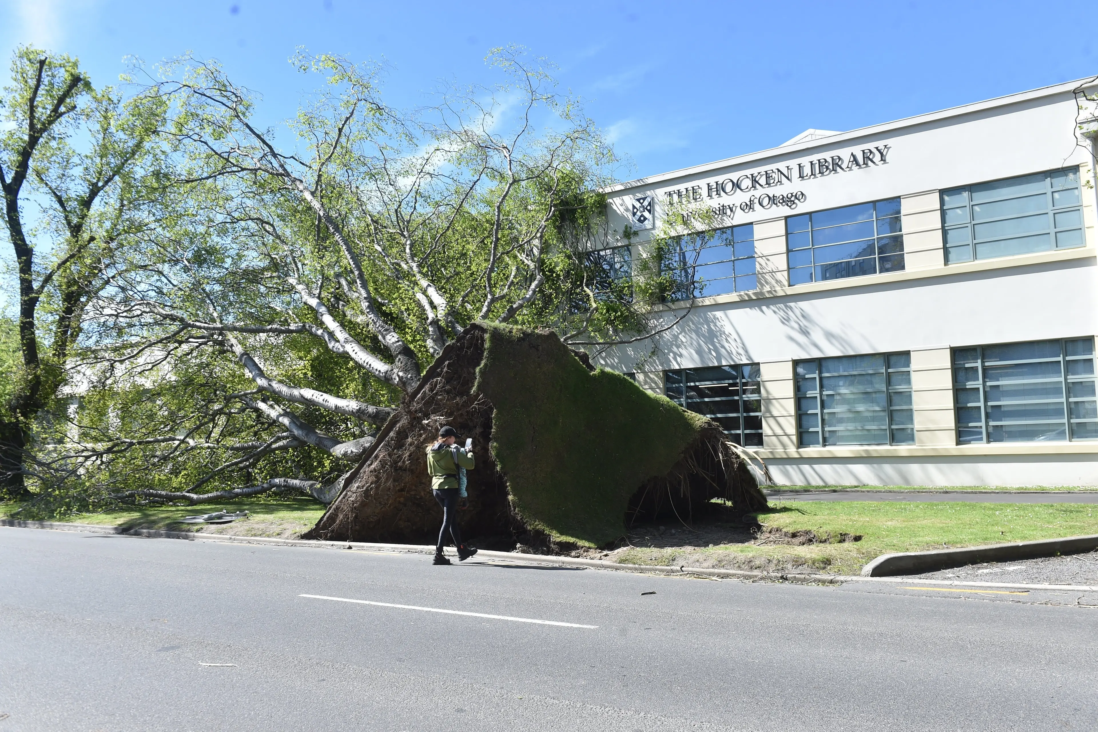 Trees uprooted outside the Hocken Library after heavy winds a year ago. PHOTO: PETER MCINTOSH