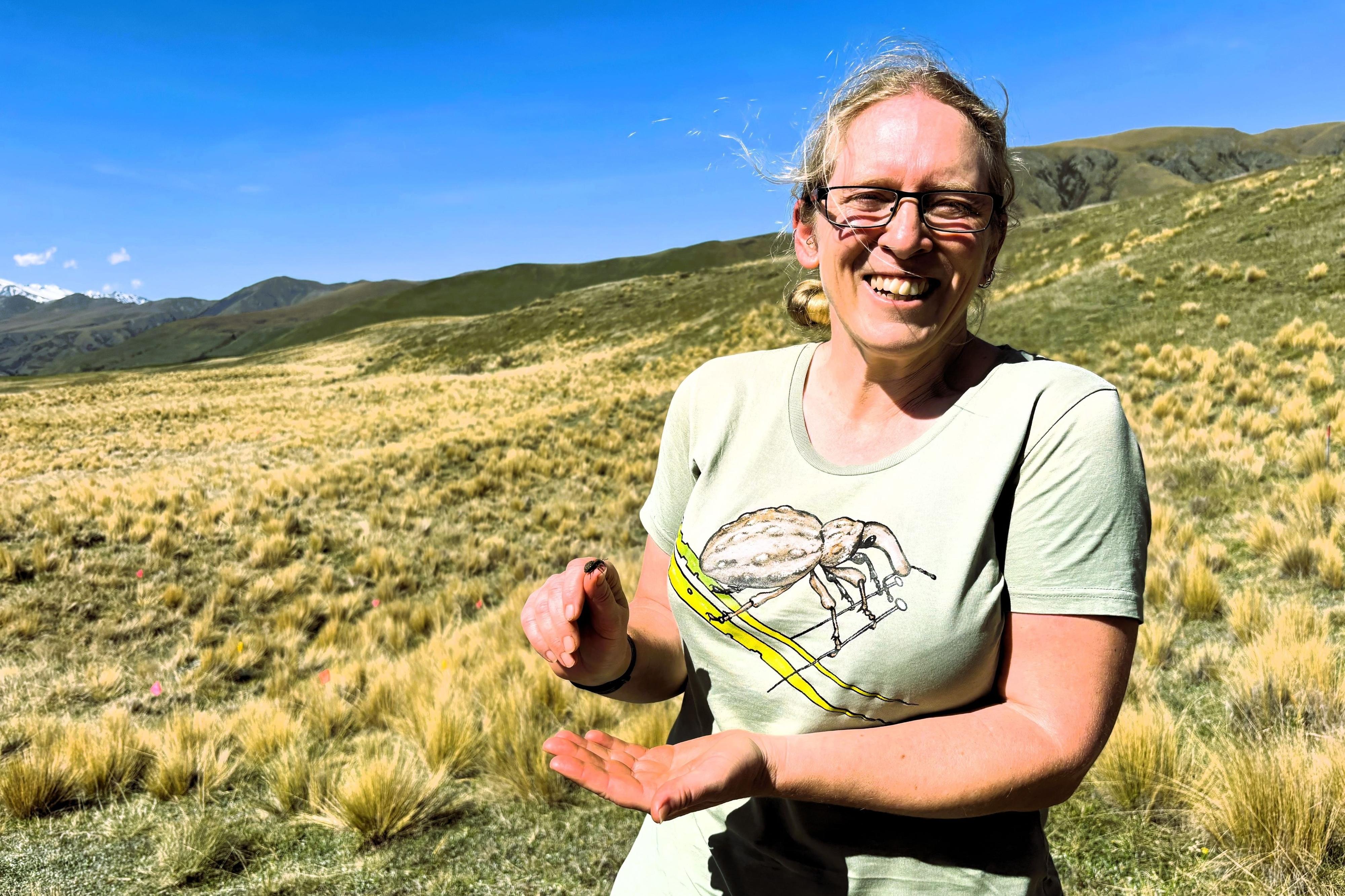 New Zealand: Rare weevil species reintroduced to Ashburton Lakes