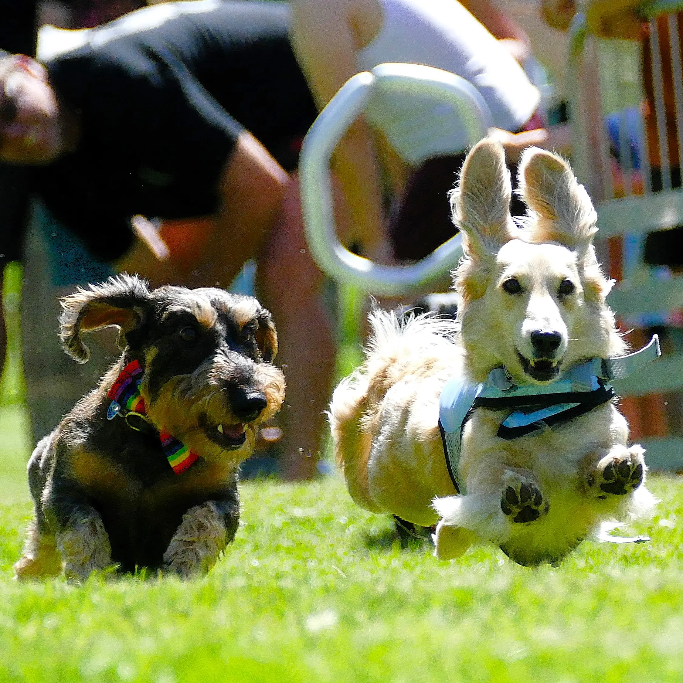 Sausage dogs on a roll in Lawrence