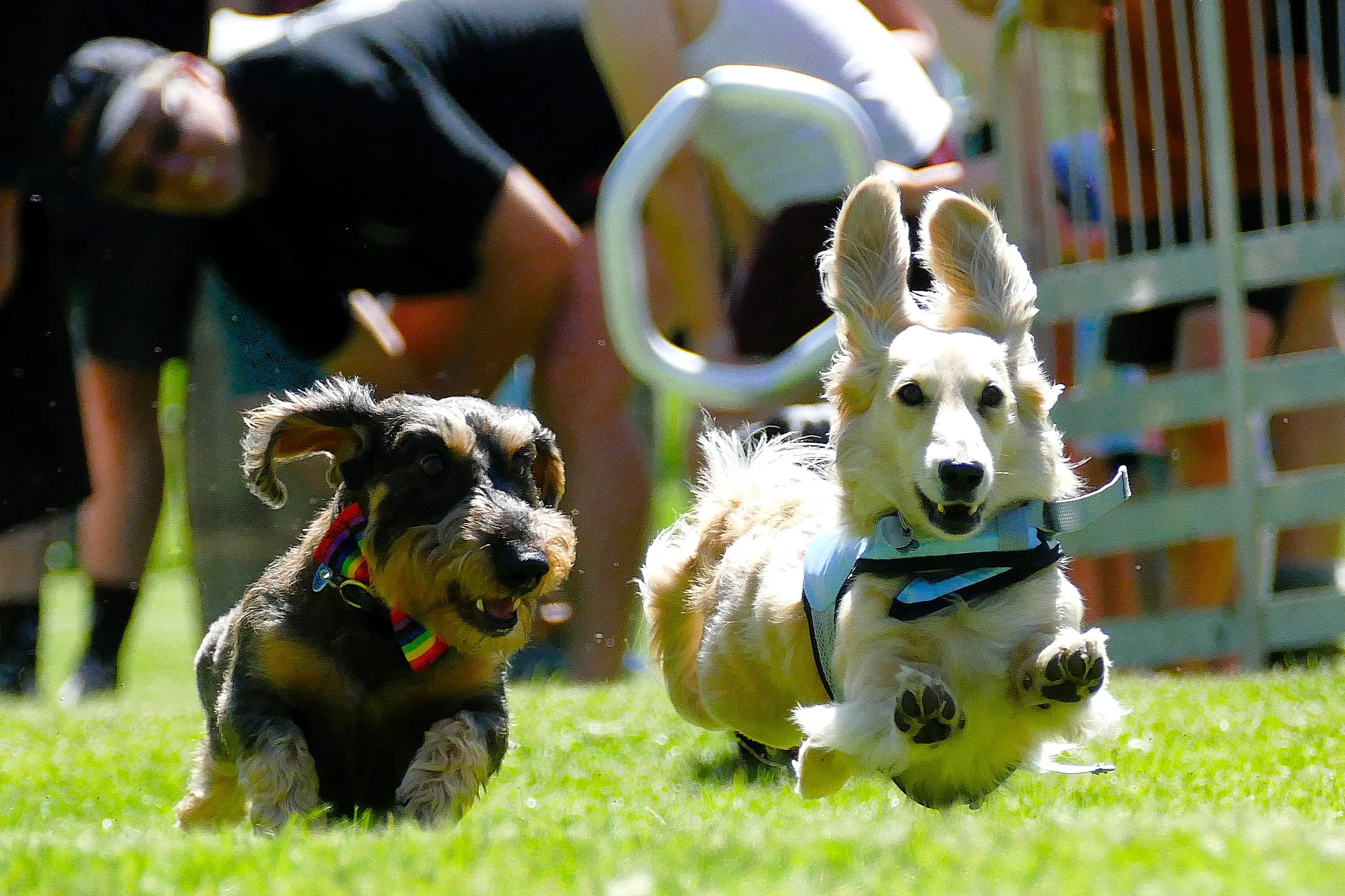Odinn, left, and Jonty go neck-and-neck in the South Island Dachshund Derby in Lawrence on Saturday. Photo: Richard Davison