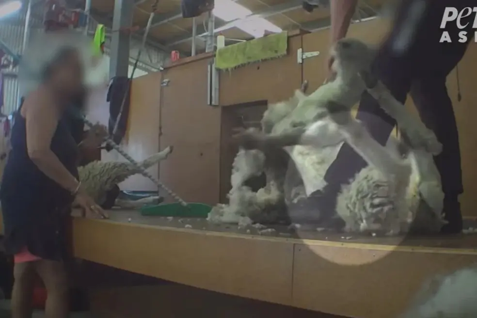 The abuse came to light as part of footage captured at shearing sheds in Otago by animal rights group Peta. File photo: Supplied / PETA Asia