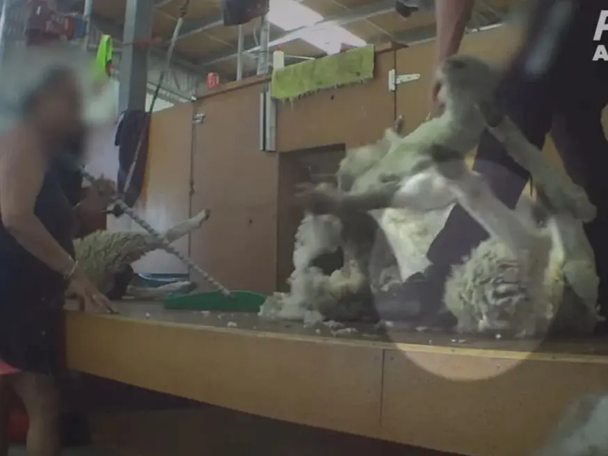Otago shearer sentenced to home detention for causing ‘unnecessary pain and distress’ to multiple lambs