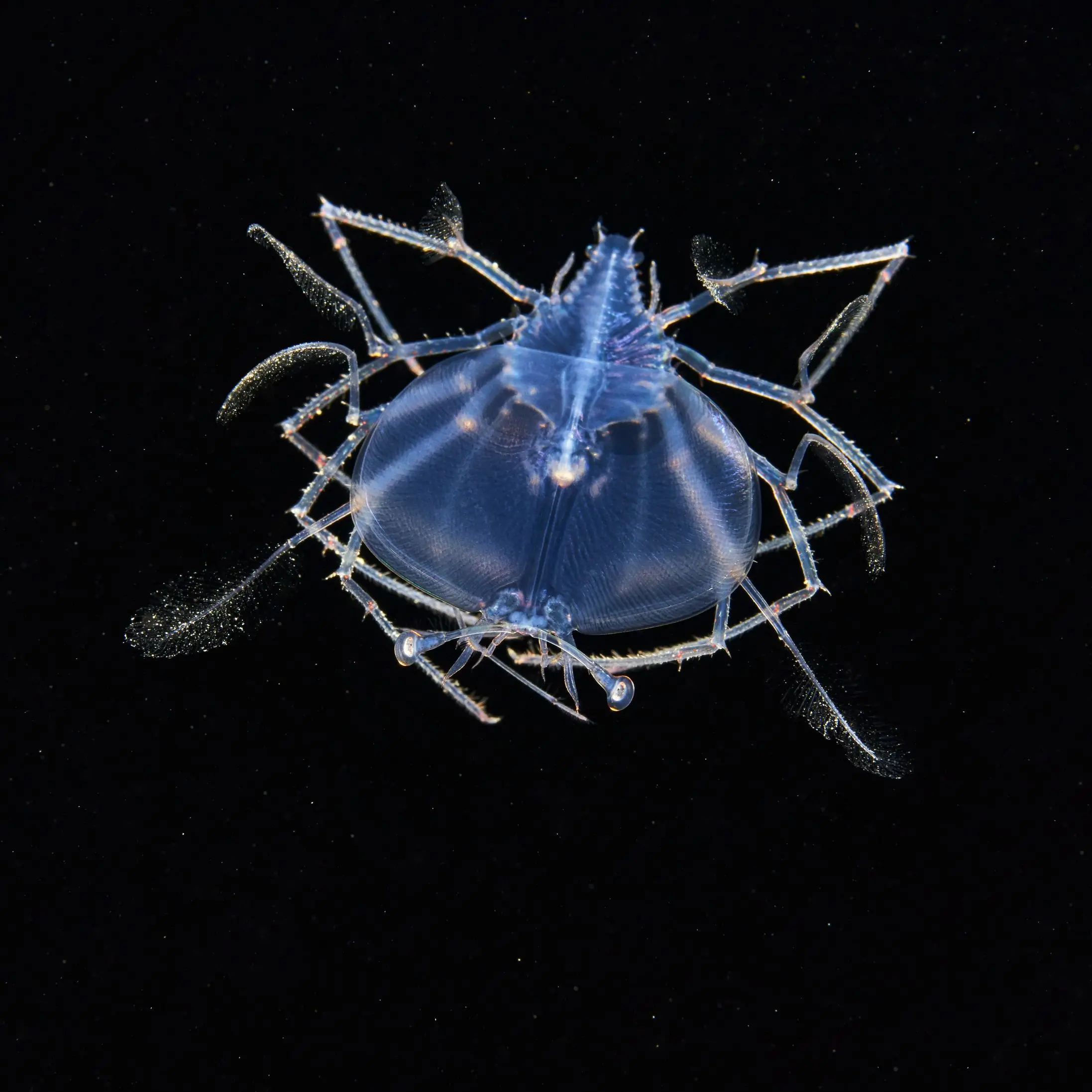 ‘Unsung heroes’ of the sea surface in Gore