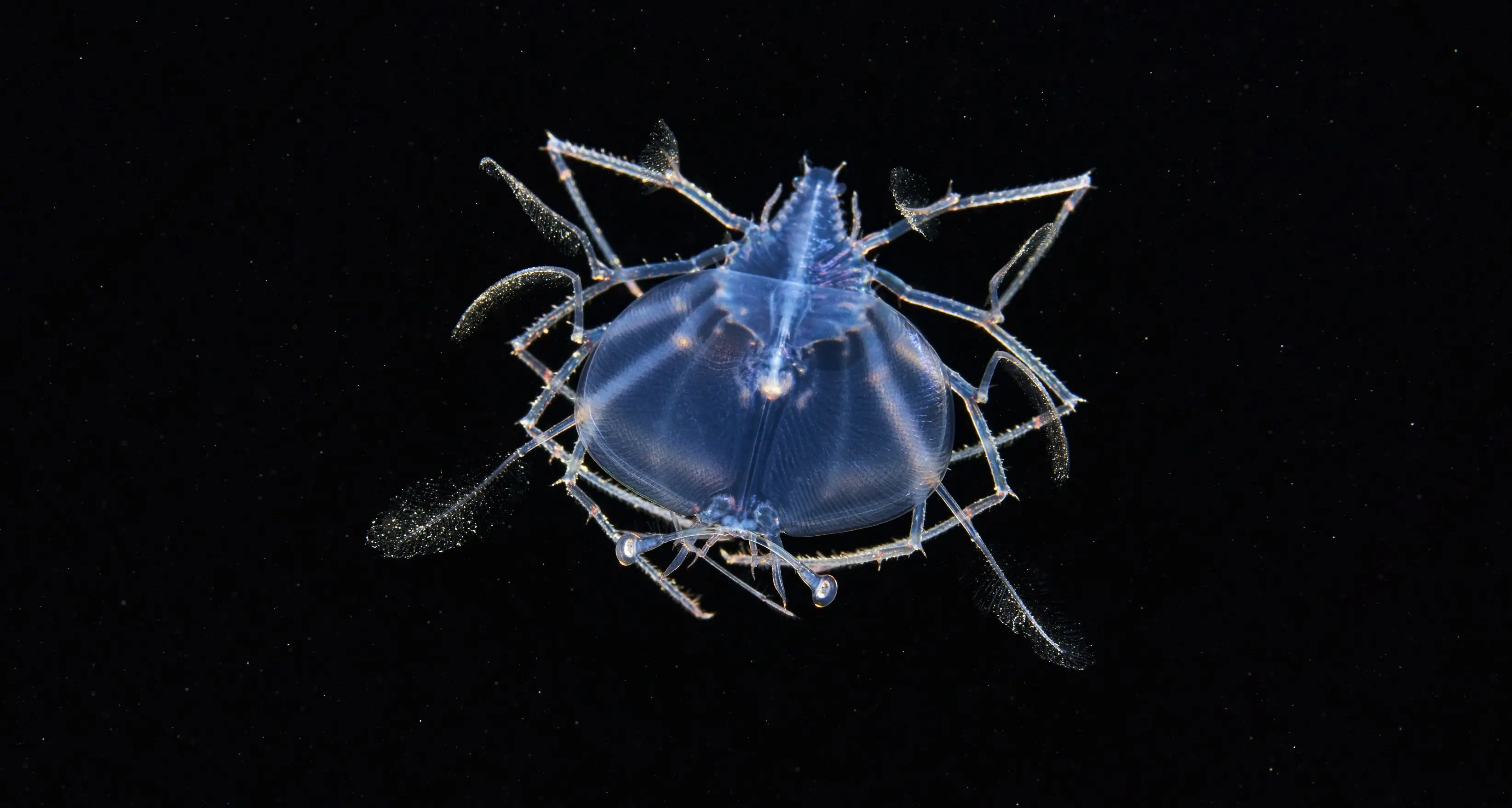 ‘Unsung heroes’ of the sea surface in Gore