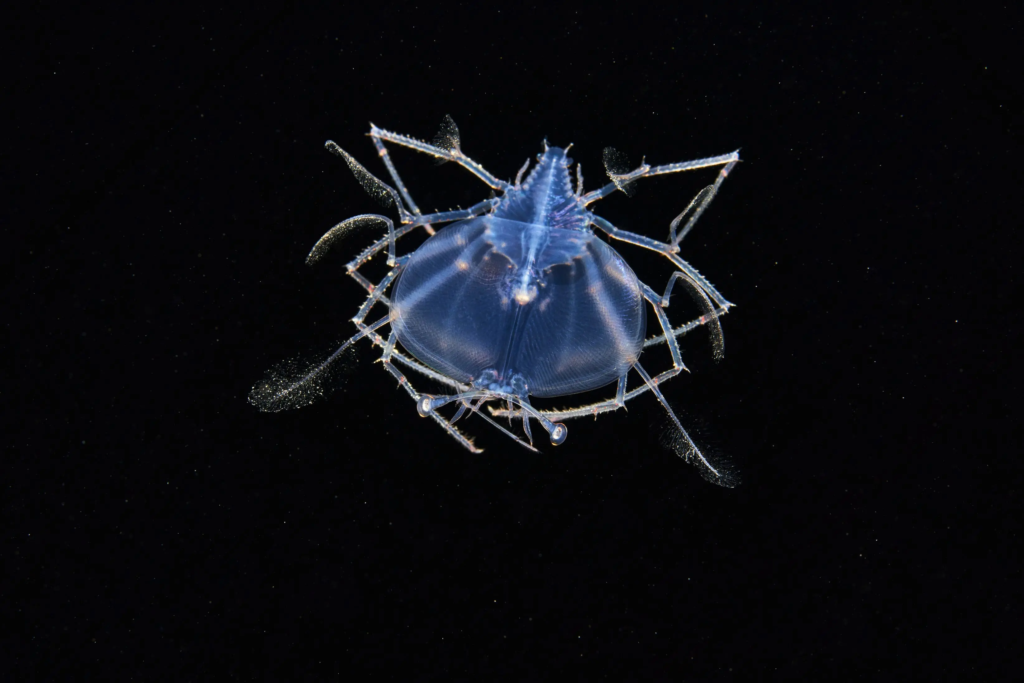 Phyllosoma are the transparent, leaf-like planktonic larvae of clawless lobsters. Photo: Supplied