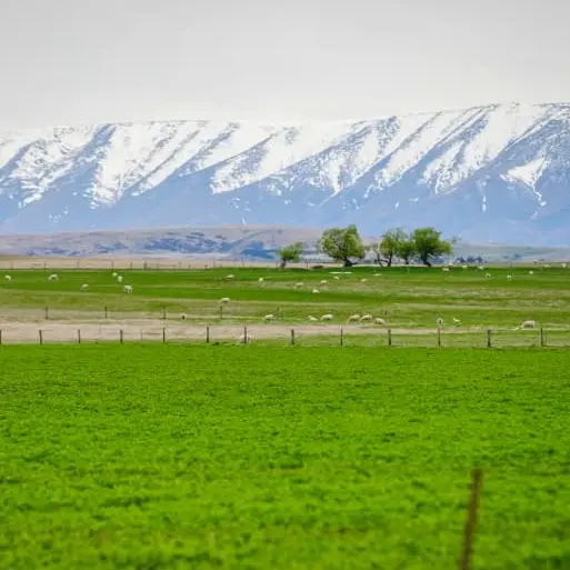 More cows, fewer people, less politics in Central Otago