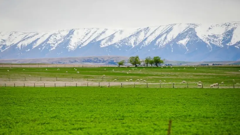 More cows, fewer people, less politics in Central Otago