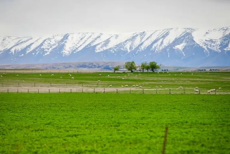 More cows, fewer people, less politics in Central Otago