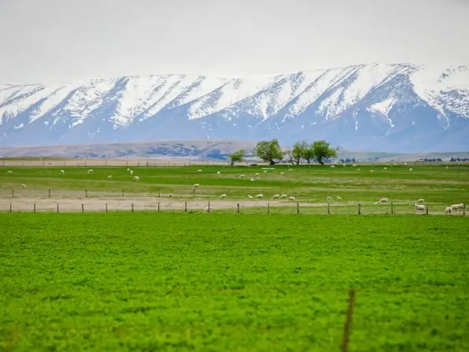 More cows, fewer people, less politics in Central Otago