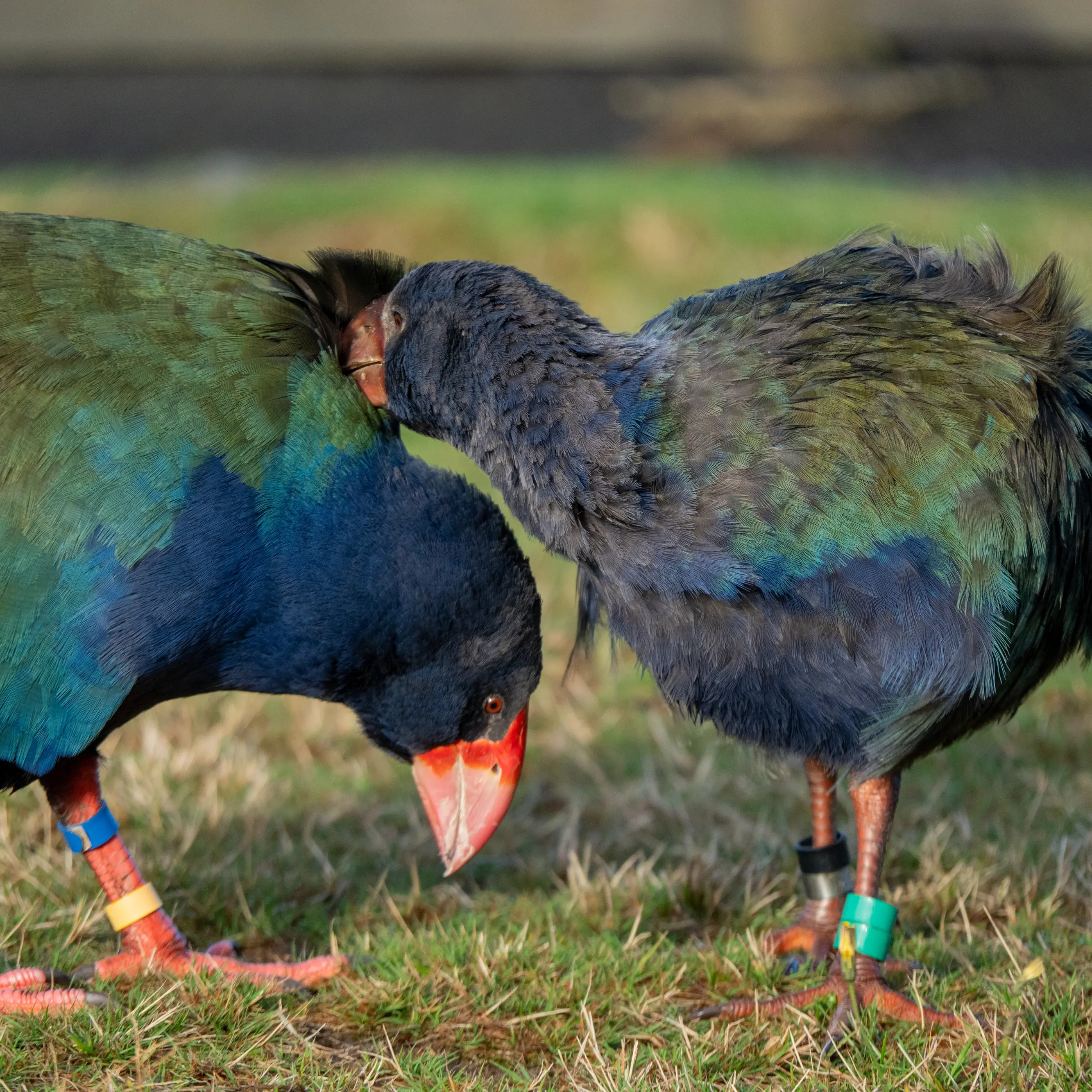 Nurturing success at Orokonui Ecosanctuary
