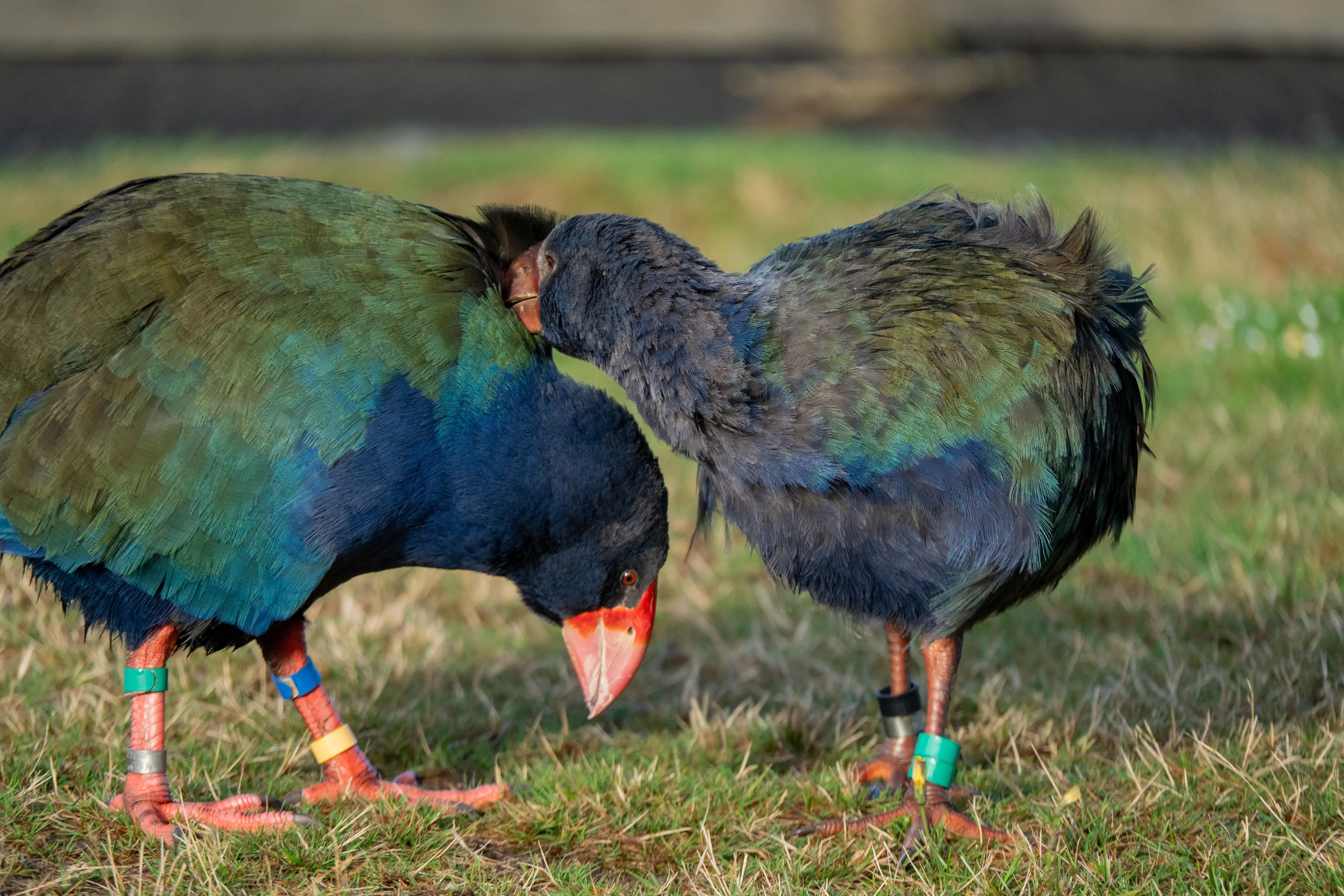 Bennett the takah\\u0113 is preened by one of his chicks, Maraekura. Photo: Taylor Davies-Colley