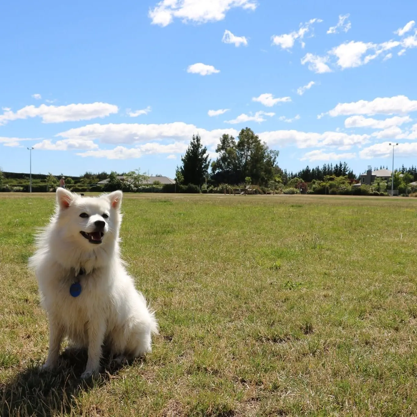 Council dog control bylaw expired nearly two years ago