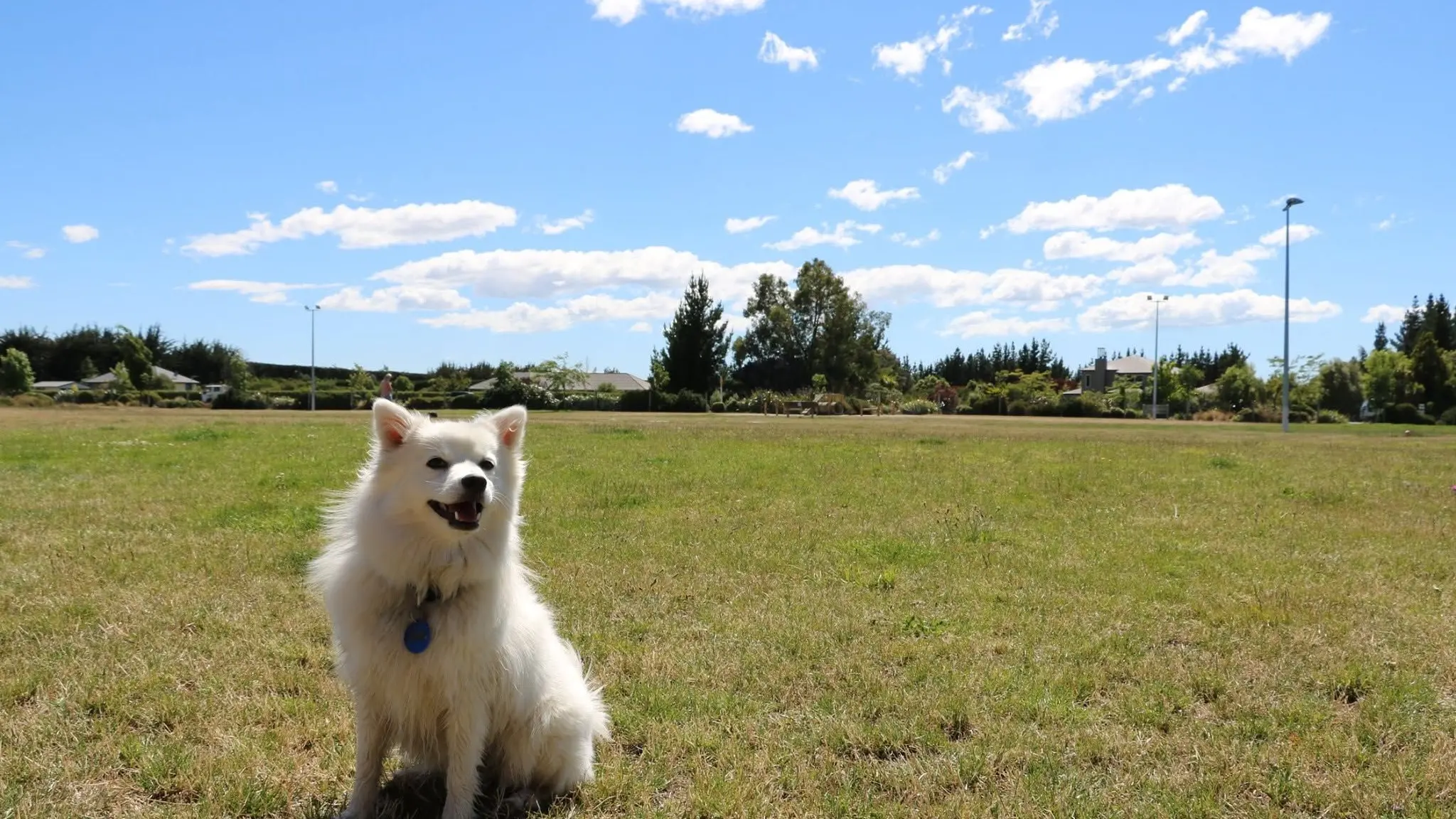 Council dog control bylaw expired nearly two years ago