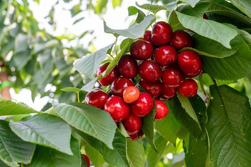 ‘Awesome crop’: Cromwell cherries could come early