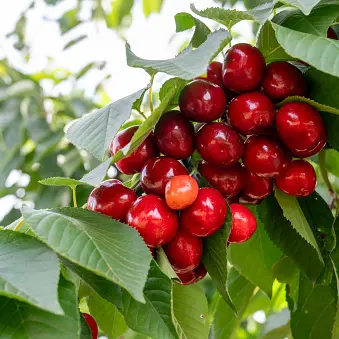 ‘Awesome crop’: Cromwell cherries could come early