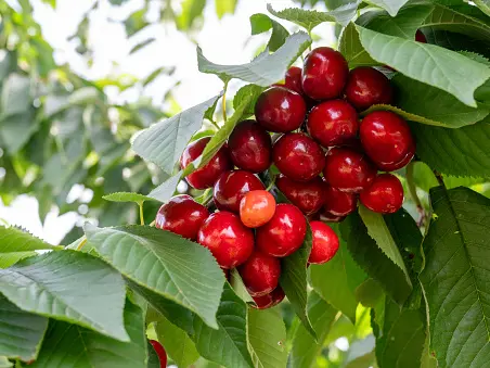 ‘Awesome crop’: Cromwell cherries could come early