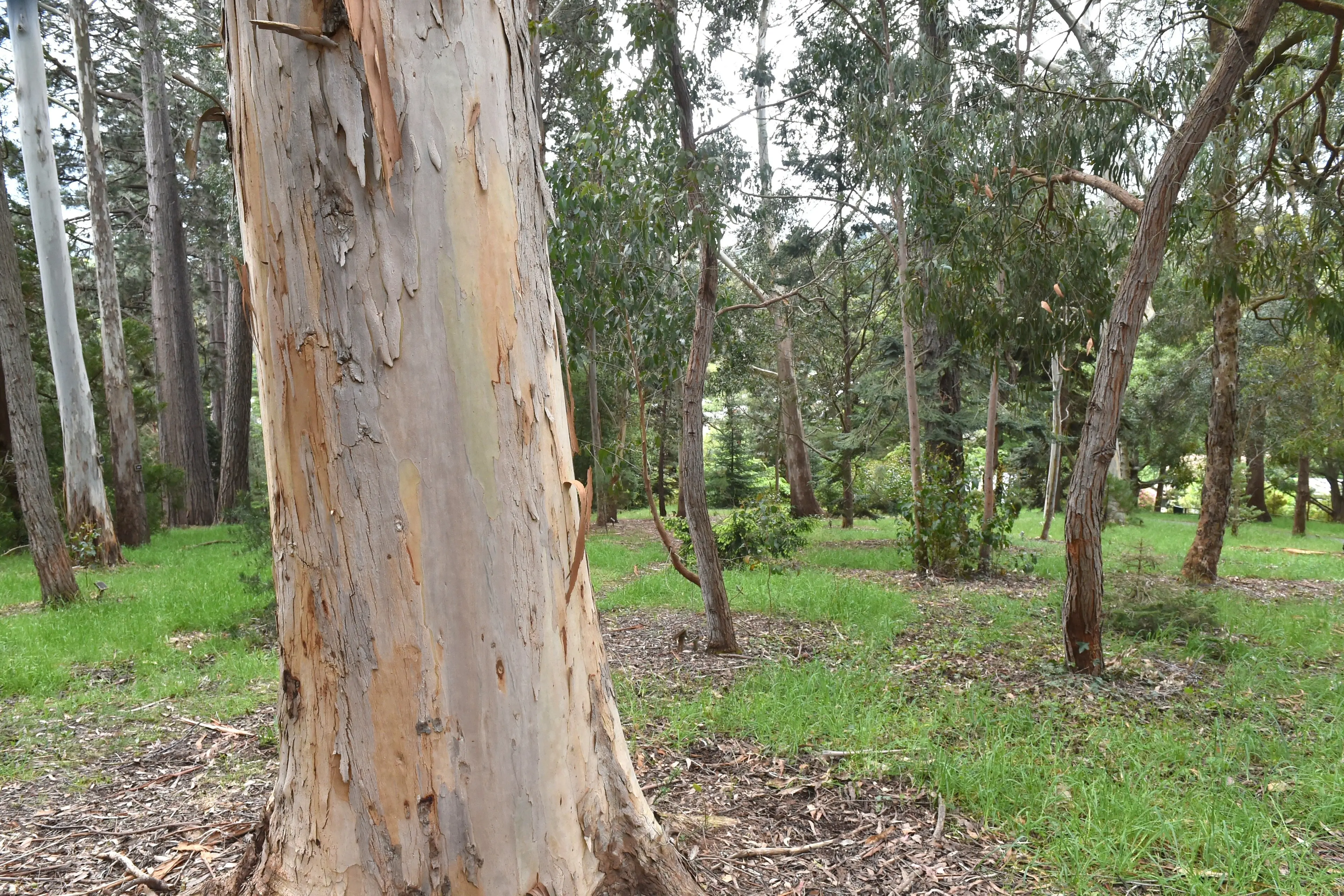 Change in the arboretum