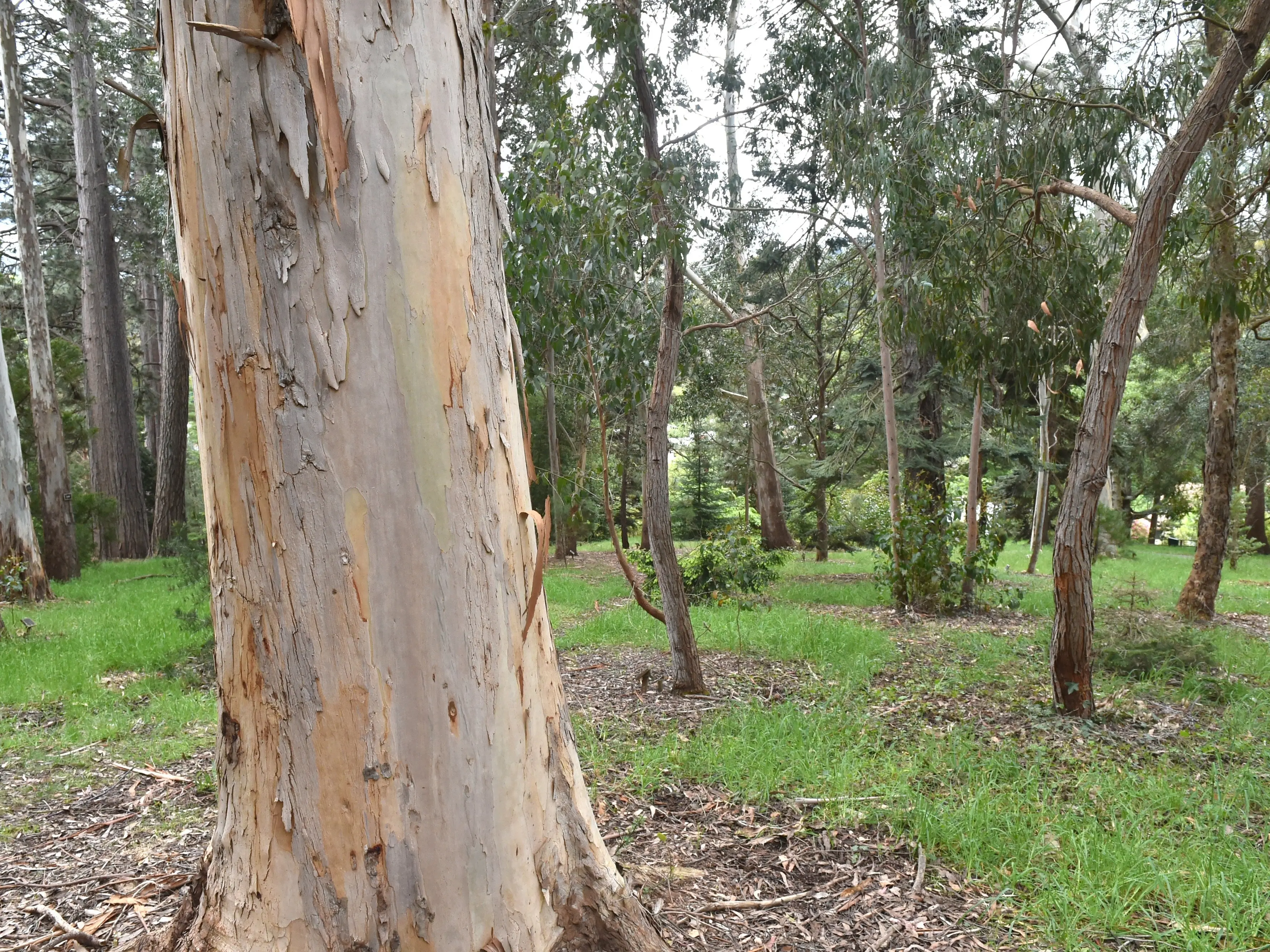 Change in the arboretum