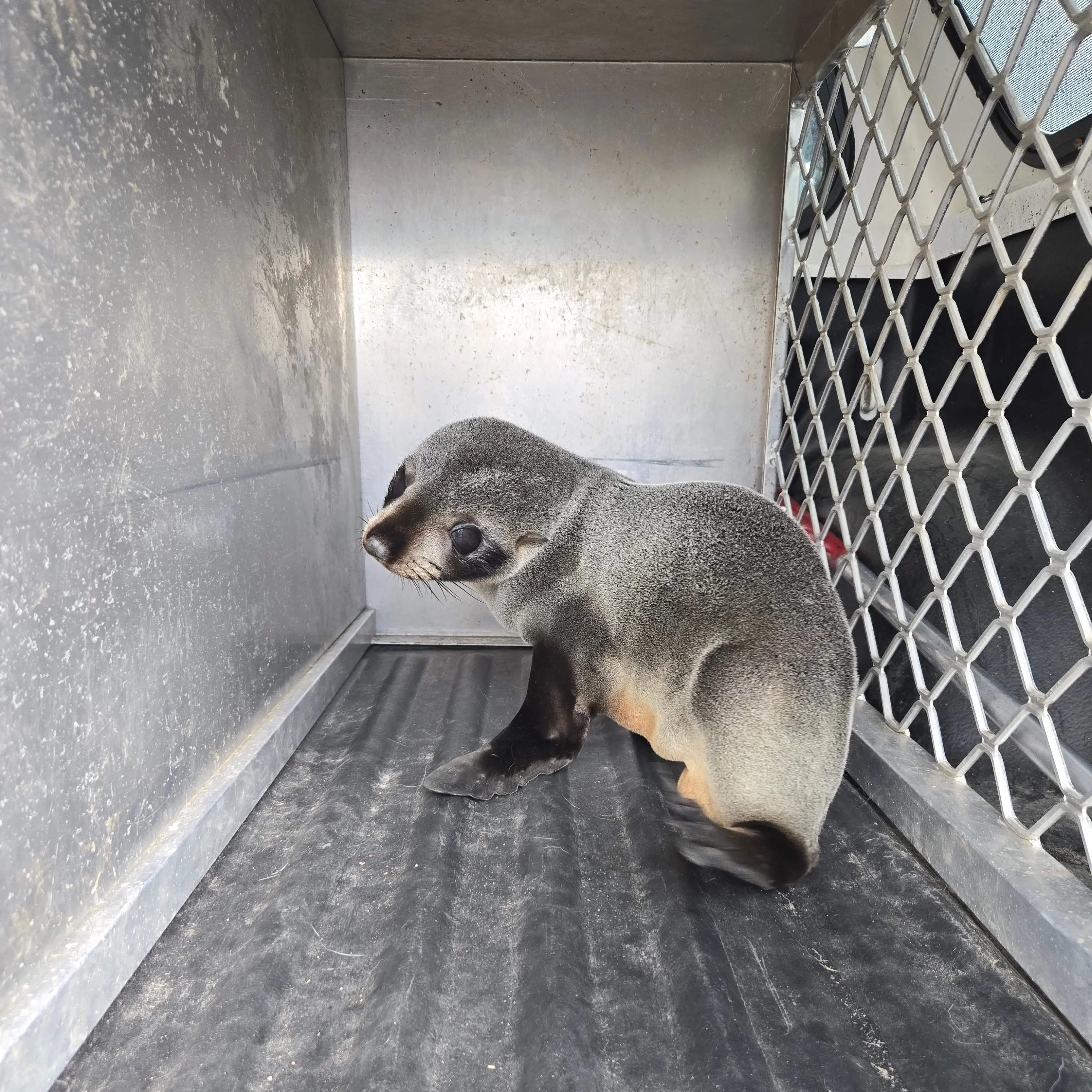 Hopelessly lost: Seal pup found wandering 50km from the beach
