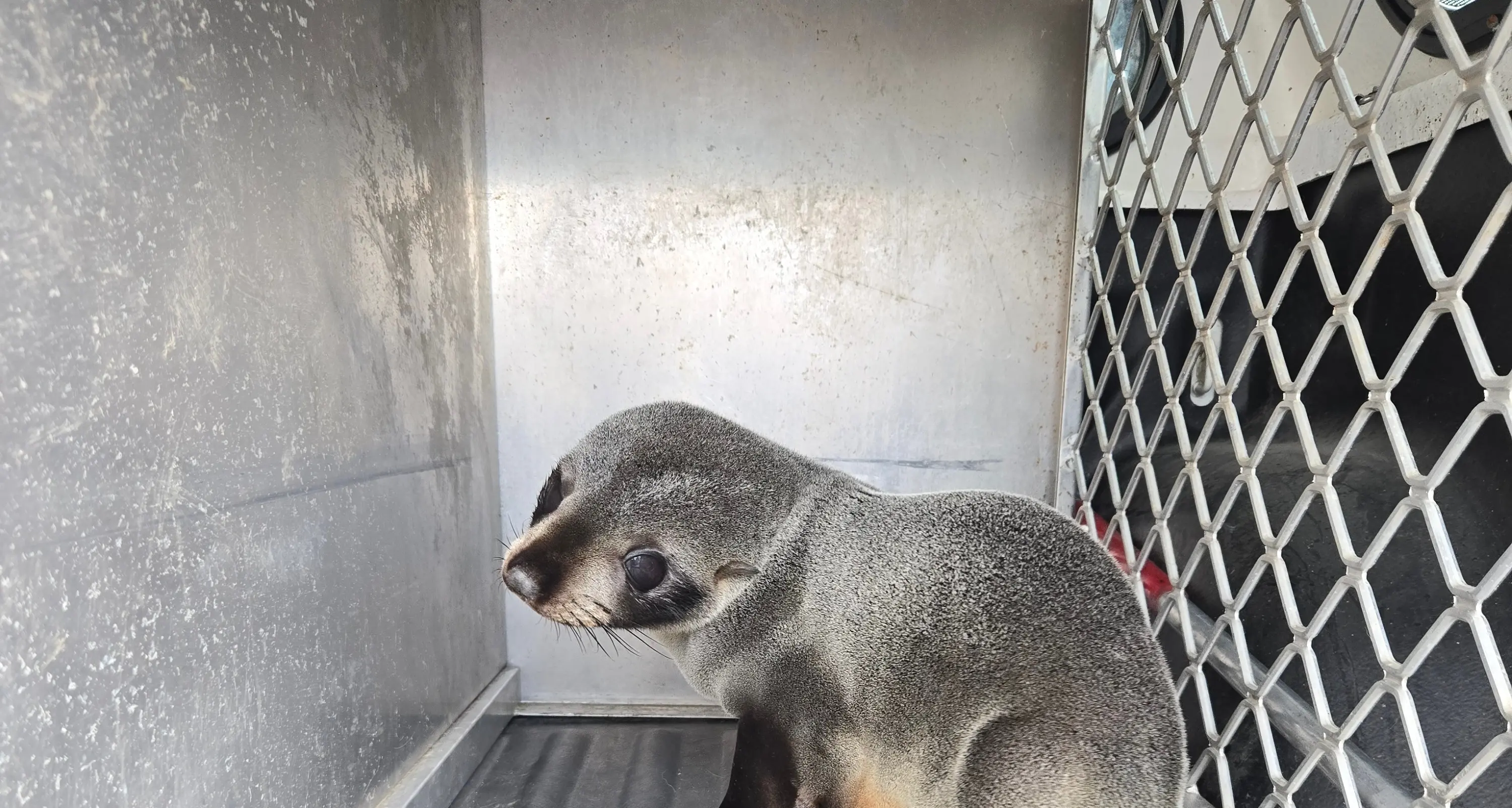 Hopelessly lost: Seal pup found wandering 50km from the beach