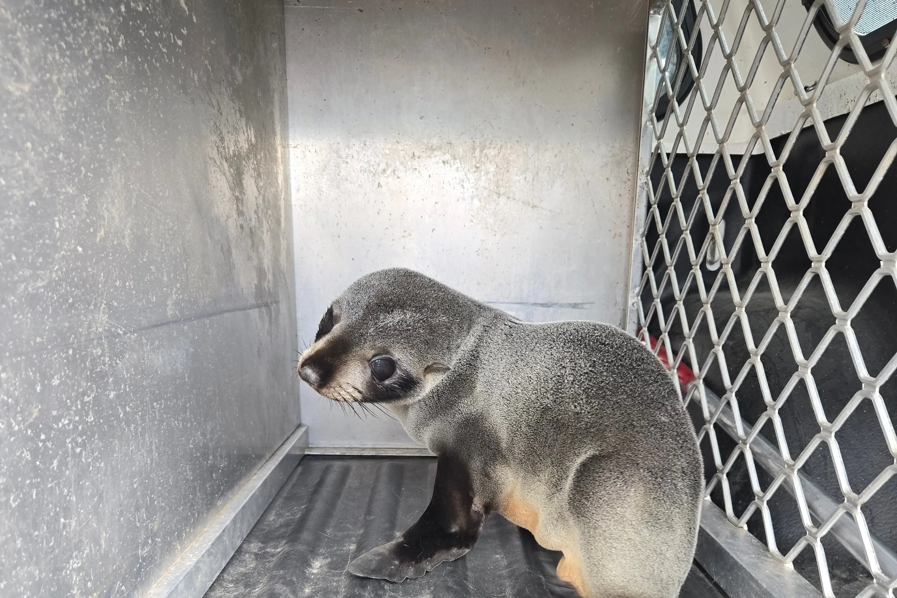 The rescued seal pup safely tucked away in the back of Melissa Palmer\\u2019s work ute, ready for its journey back to \\u014Creti Beach. Photo: Southland District Council