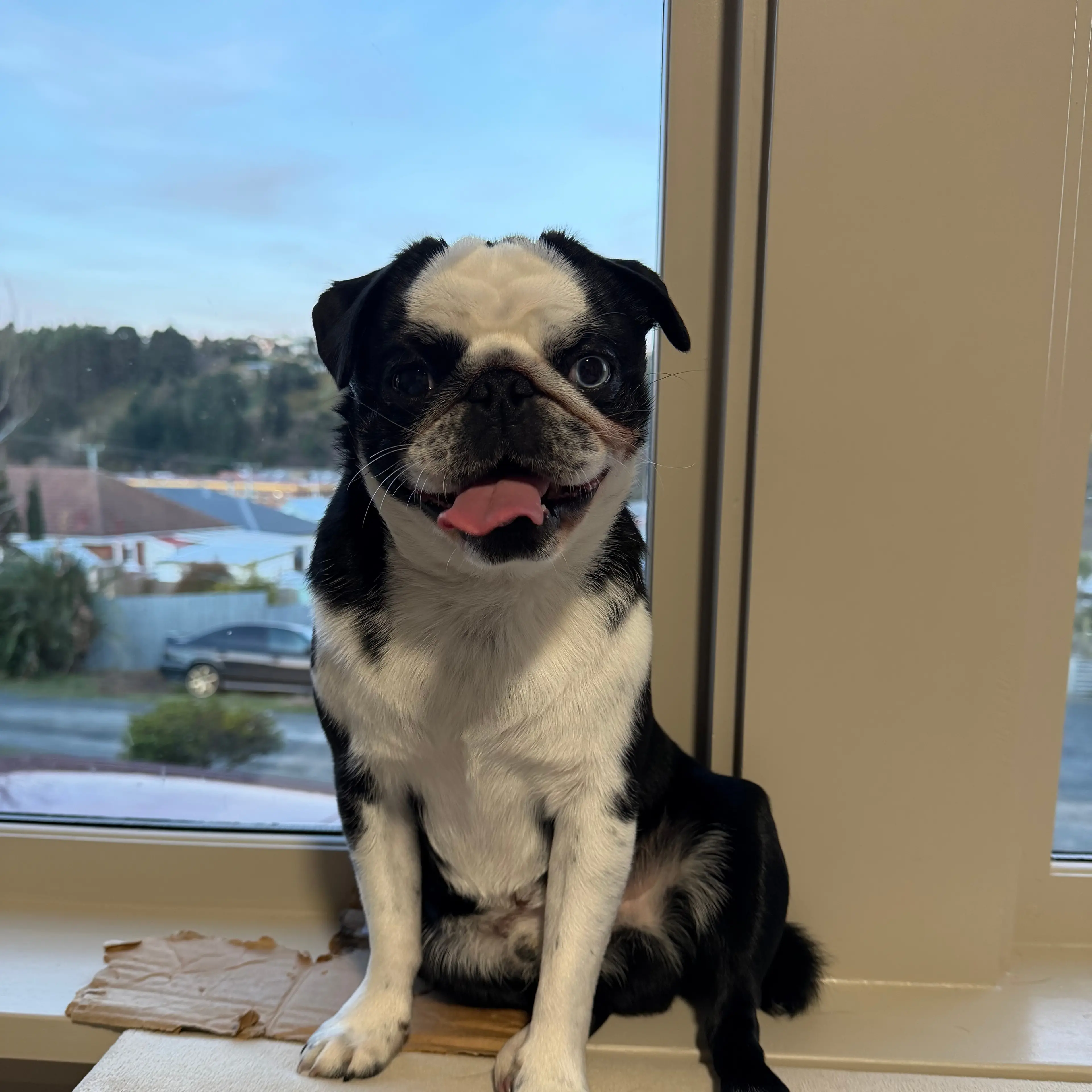 Star Pets: Reggie the dog