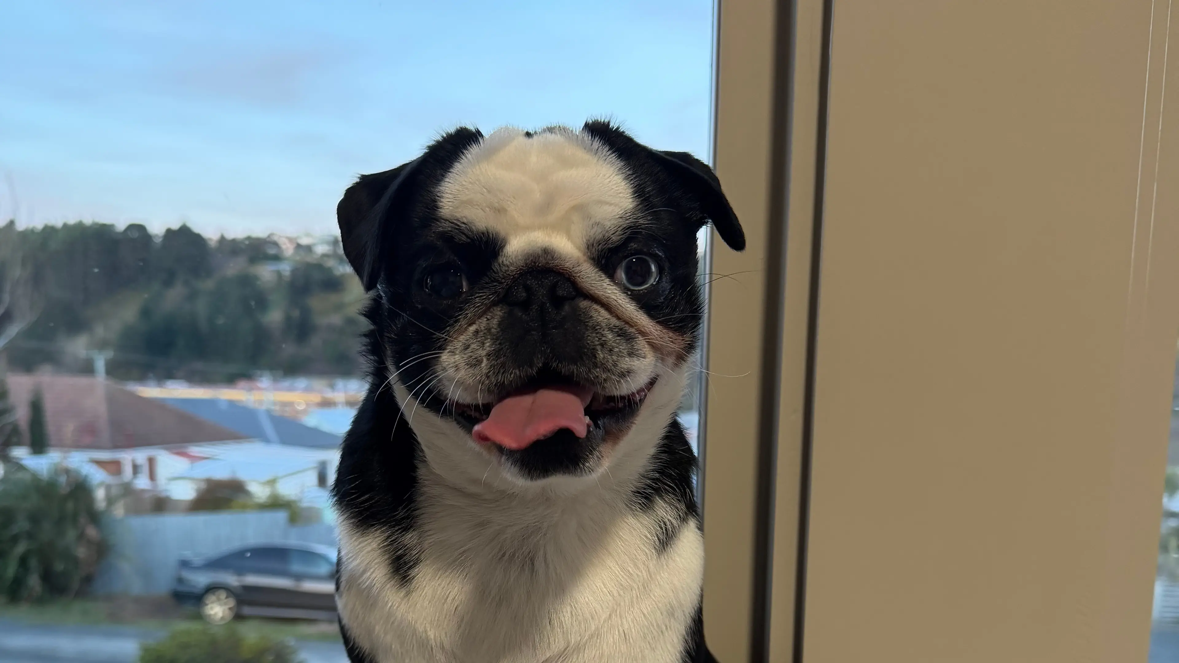 Star Pets: Reggie the dog