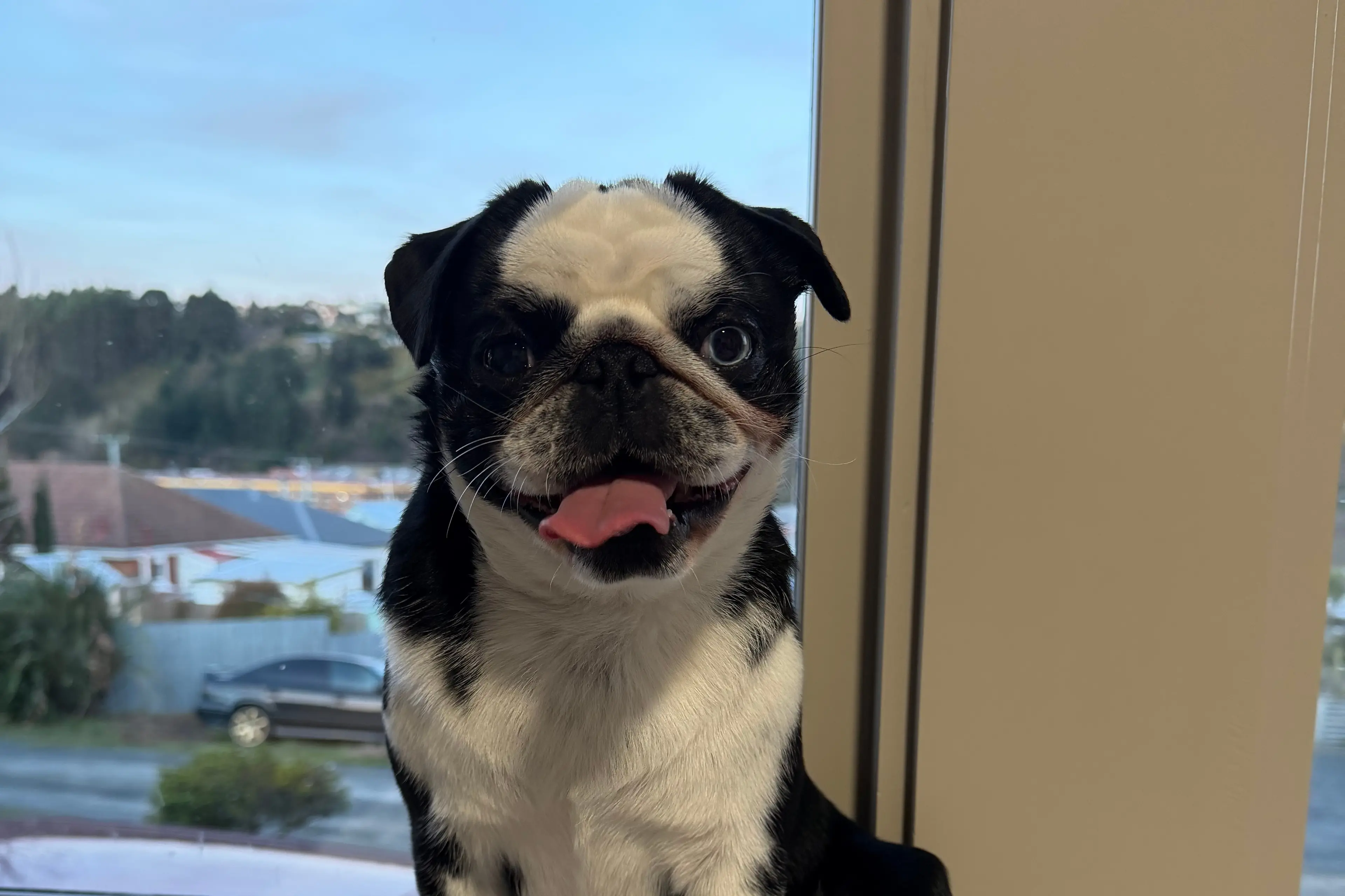Reggie has a fondness for doing a touch of interior redecoration. Photo: Supplied
