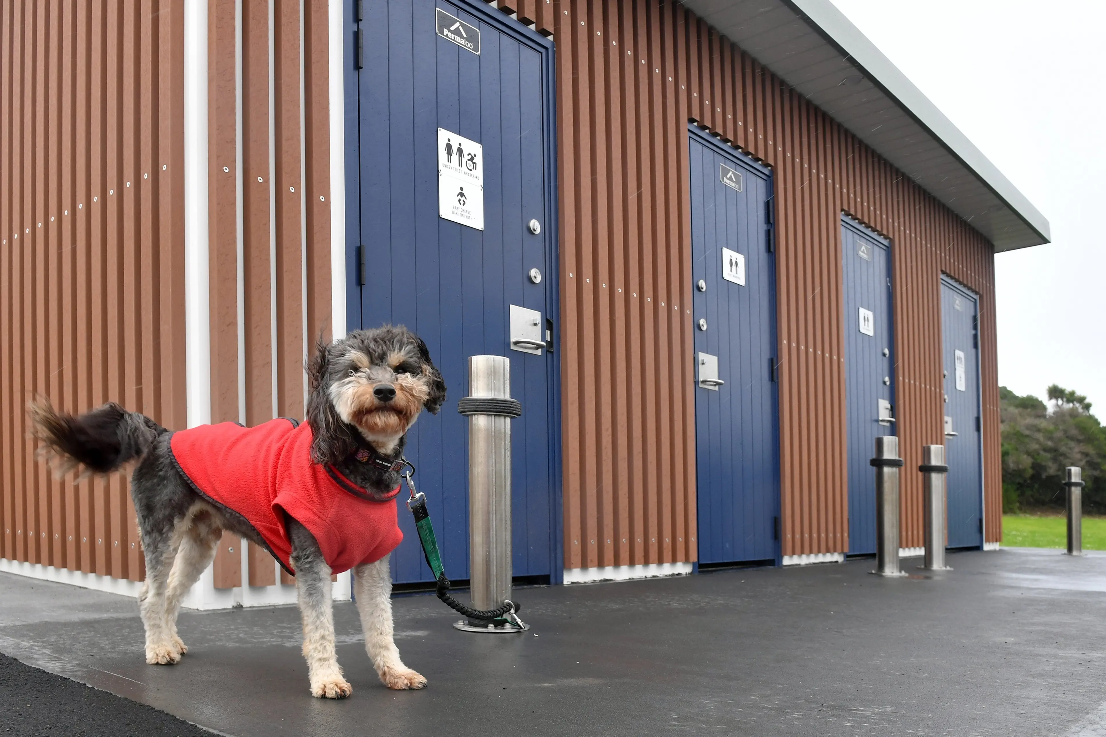 Bruno the schnoodle waits outside the new $450,000 toilets installed at Marlow Park, which will have no seats reinstated over the bowls after the last ones were vandalised. Photo: Stephen Jaquiery