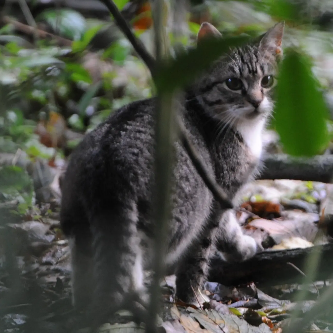 Claws for concern? Council asks public how it should manage Dunedin cats